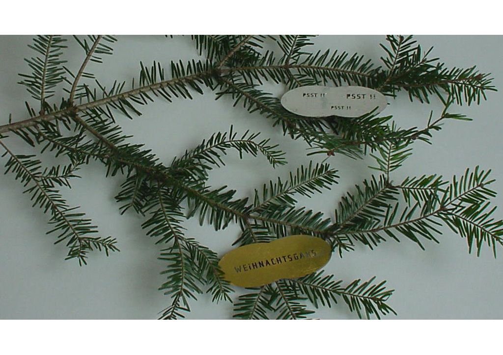 Weihnachtswolke, 2004 Bild 4