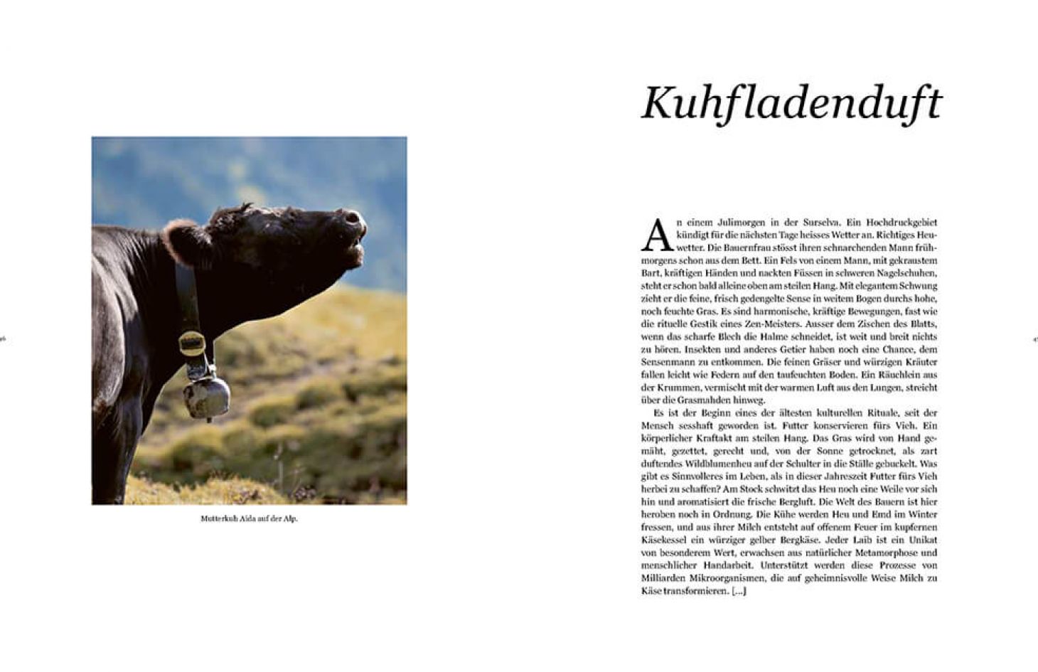 Buch "Zum Sterben schön" Bild 5